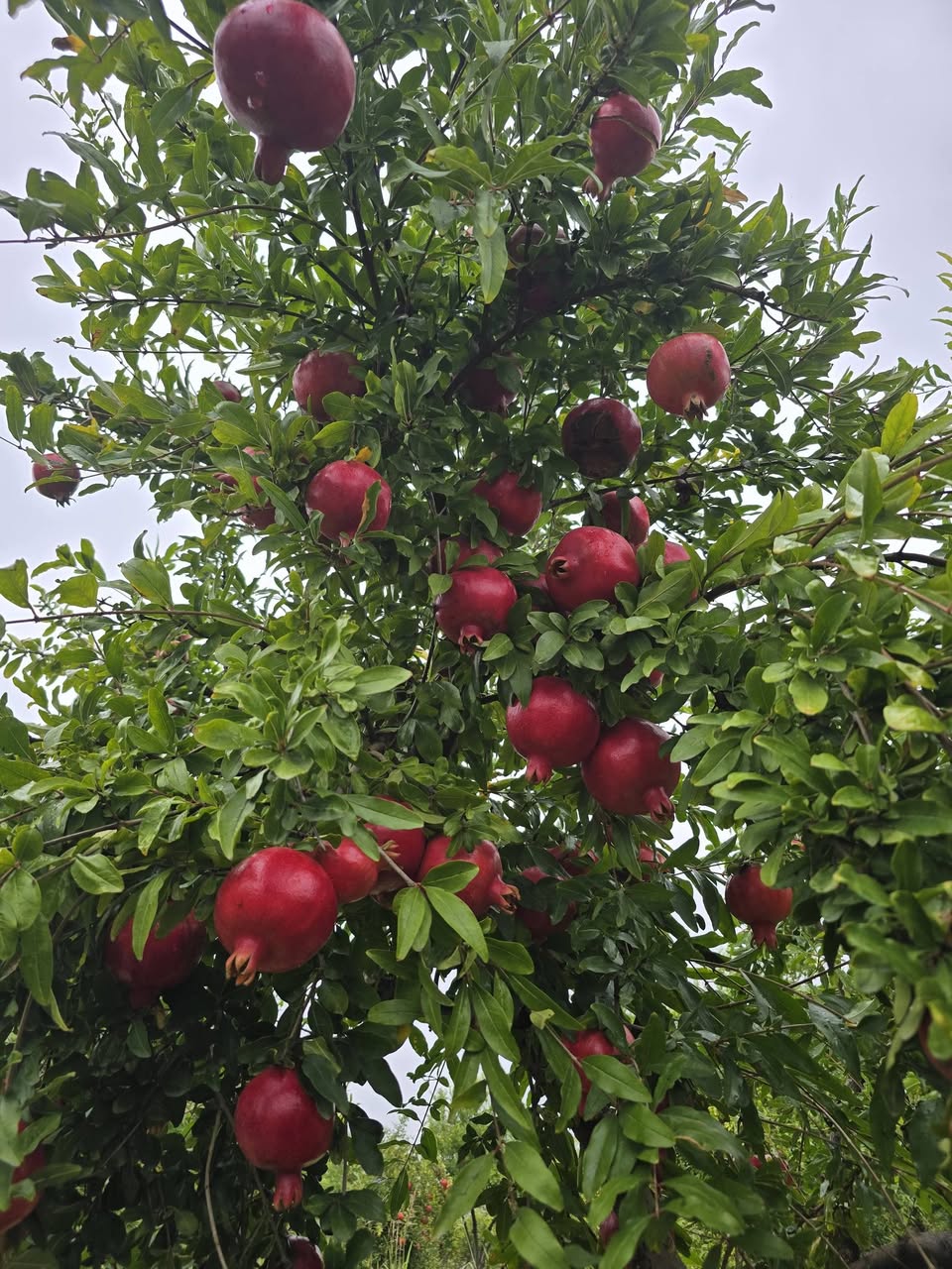 Satılır bu gözəl brokolinin 2 illik kələmləri — 10₾