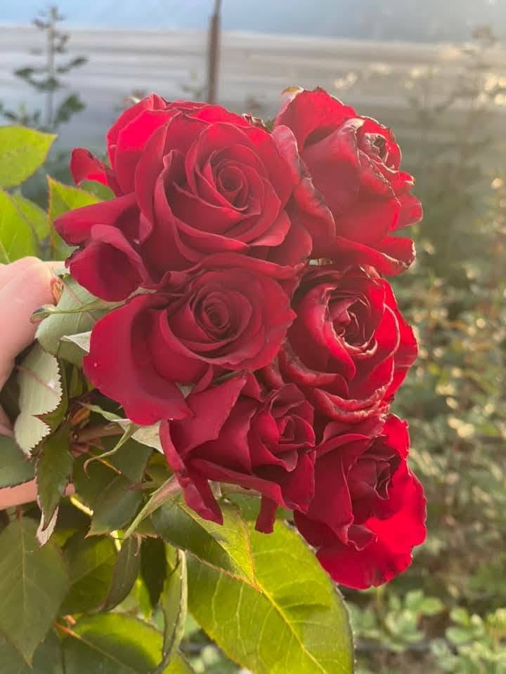 ✅️ На фотографии наши удивительные розы!!,🥰 ✅️ Продаются