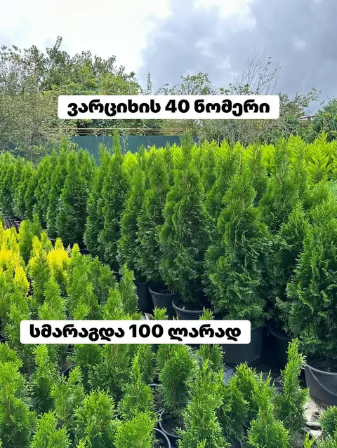 🌲 ტუია სმარაგდა - 10/30/50/100/120 ლარის