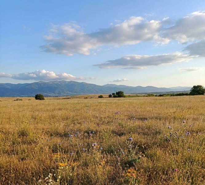 ✨ მიწის ნაკვეთი ვაზიანში — 1