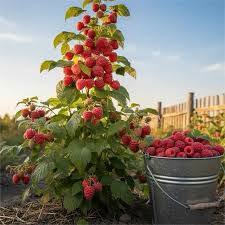 🌱Tarus asma ağacı satılır, meyve verir - 15₾
