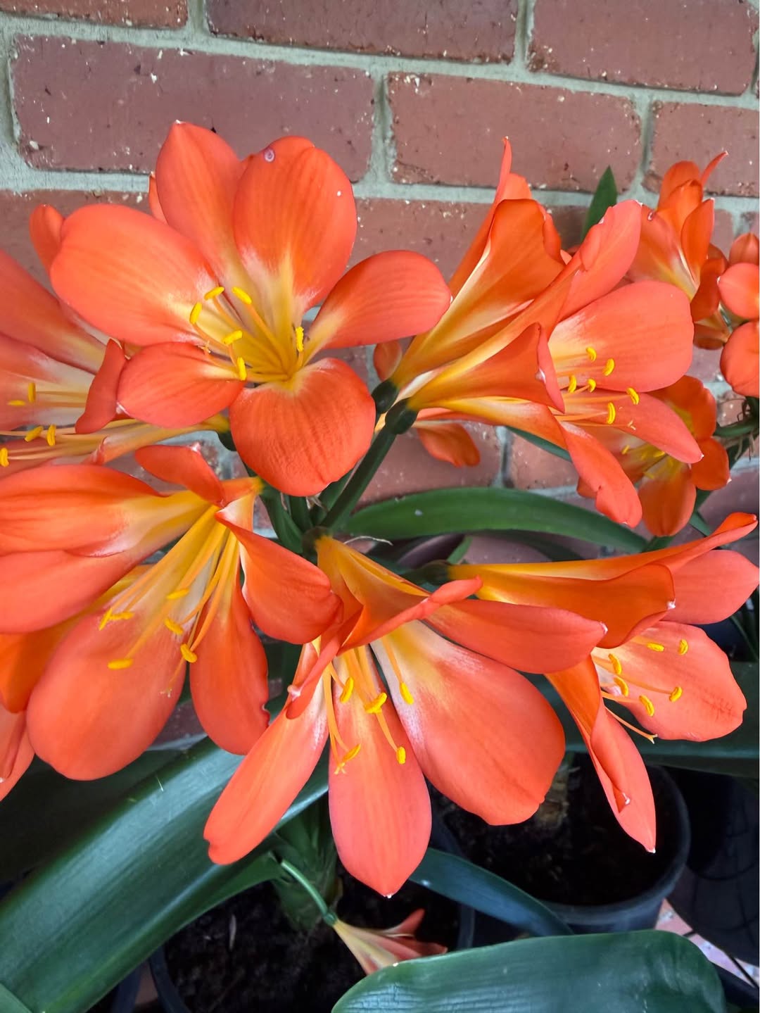 Clivia miniata çiçek açan bitkiler, 20 cm saksılar