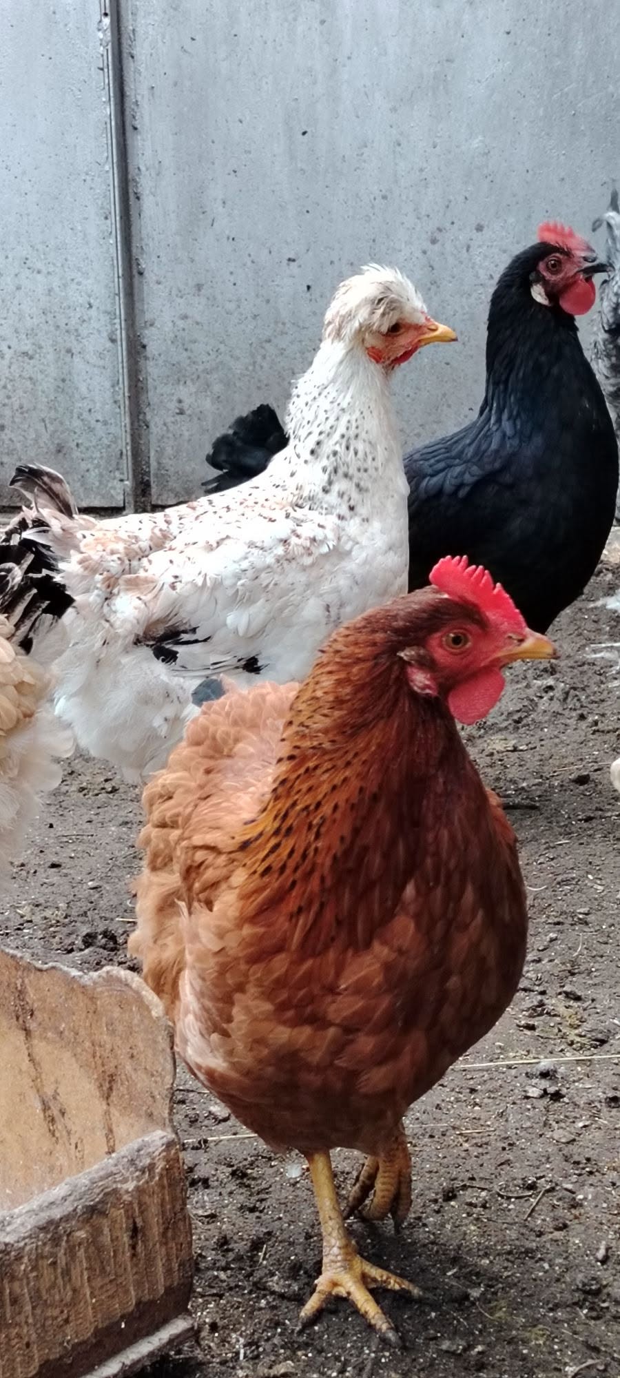 Yumurtlayan tavuklar, 50 lari