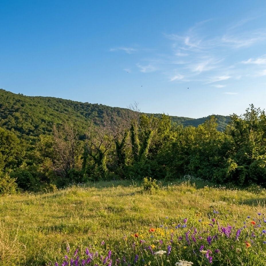 Torpaq sahəsi, Tbilisi