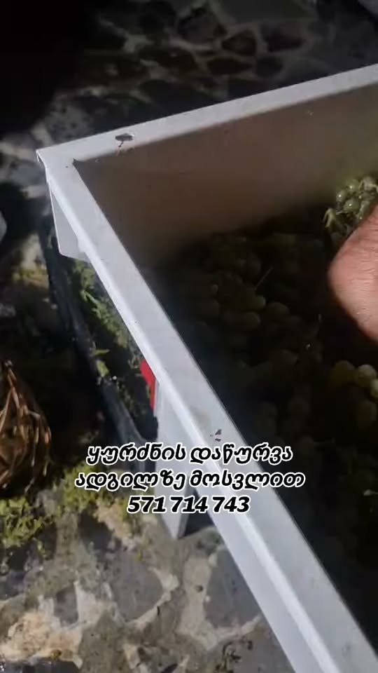 Виноградная давка на месте прибытия 🍇 свяжитесь с нами по номеру
