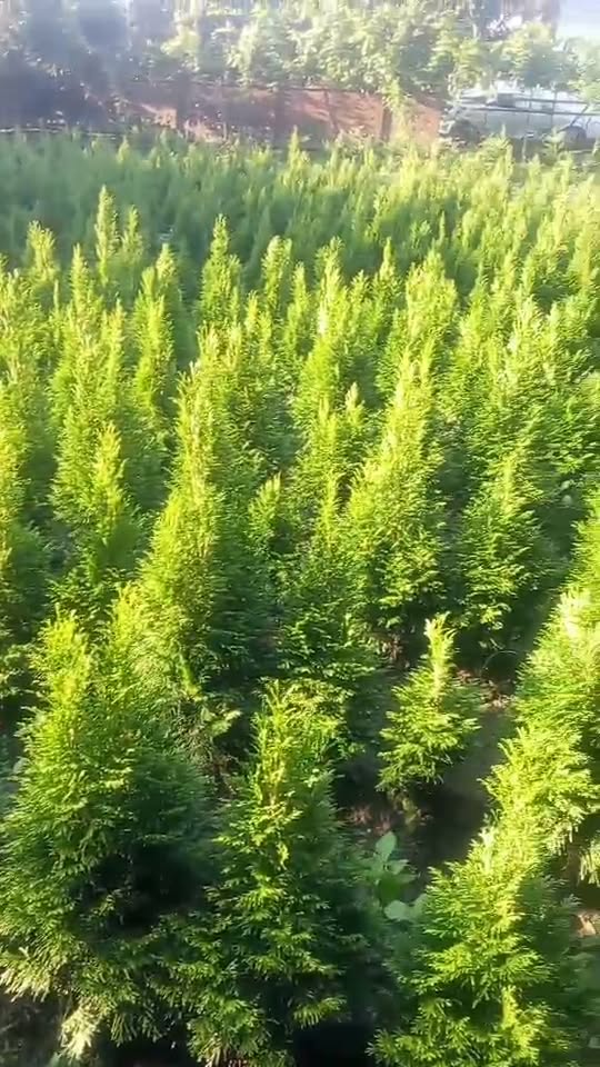 Իյիդեբա շմարագդեբի 70 80-անոց ֆազի 10-լարի