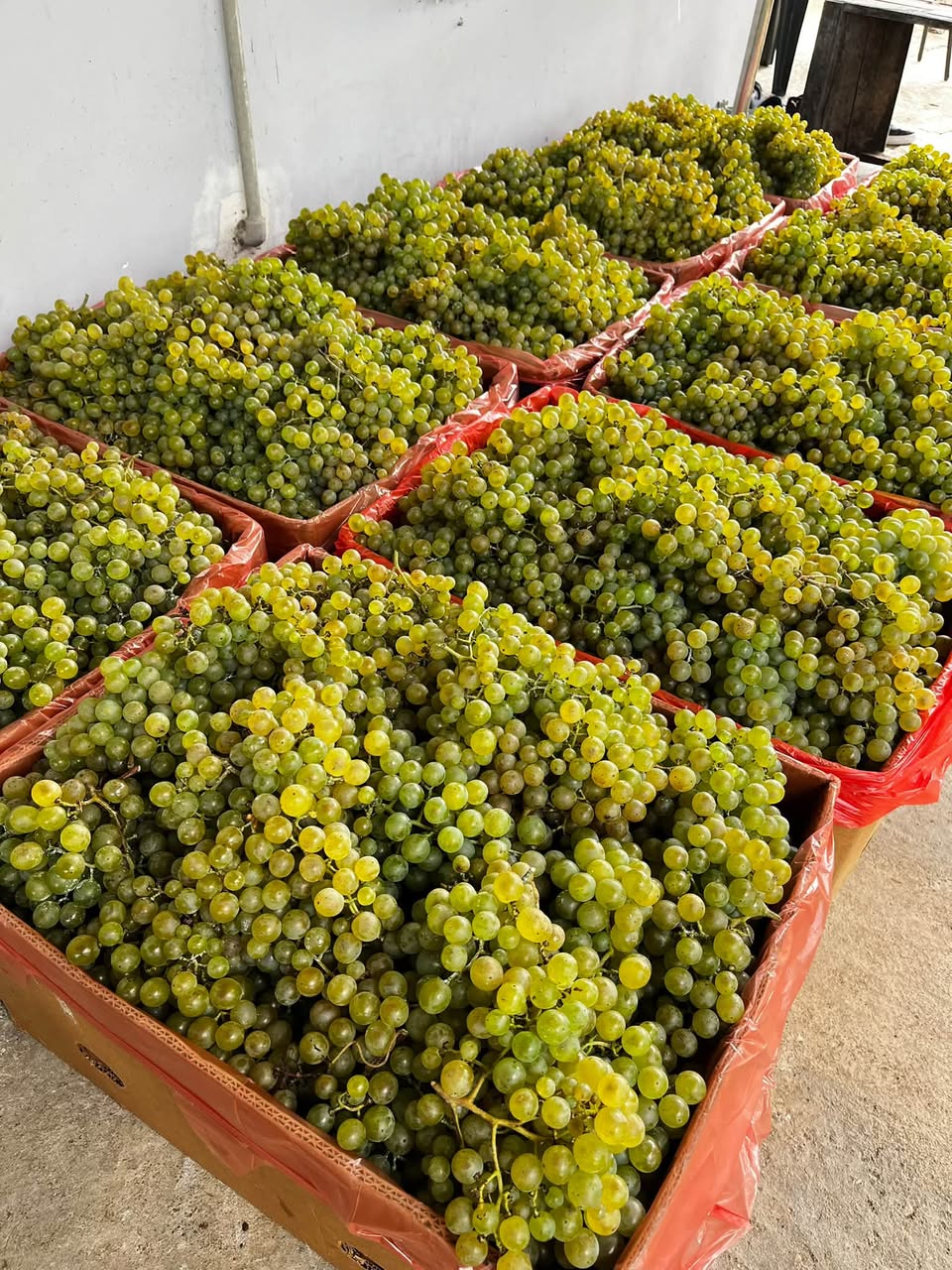 Продаётся виноград Цоликоури 🍇💚💛 📞 Село