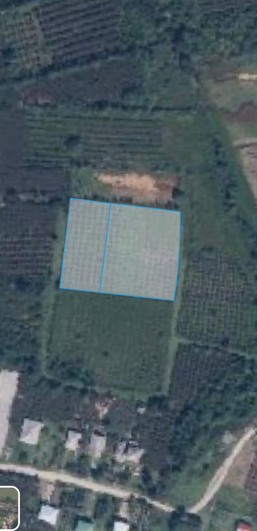 350 köknarlı orman, 6000 m²