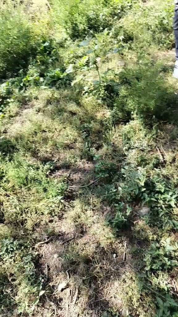 Torpaq sahəsi, Kvareli — $10,000