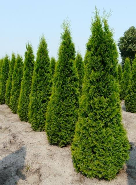 🌲 მეტრიანი სმარაგდის ტუია — მხოლოდ — 30₾