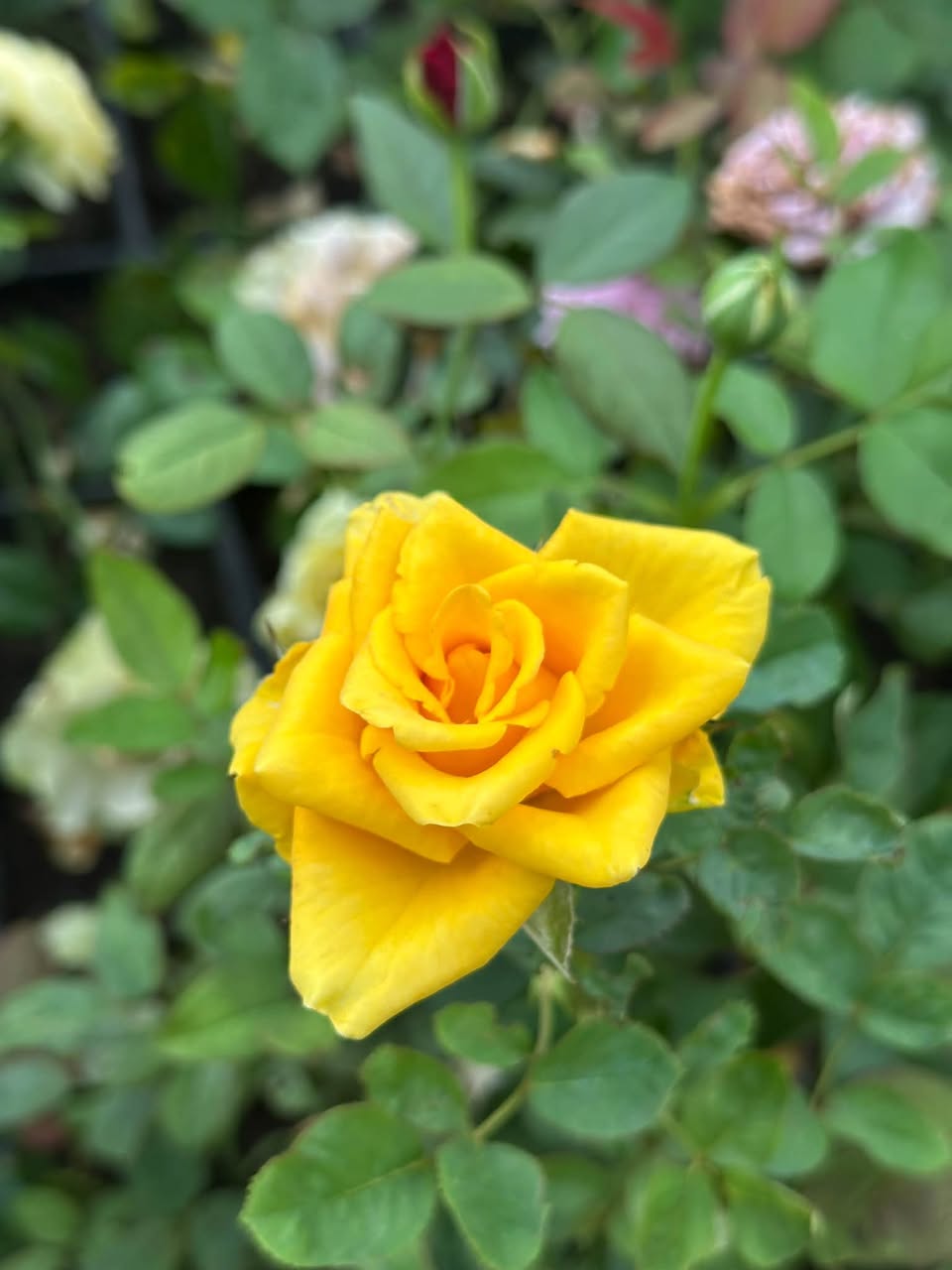 🌹 Qərənfil 10 larə ⚠️ Başlanğıc qiyməti — 10₾