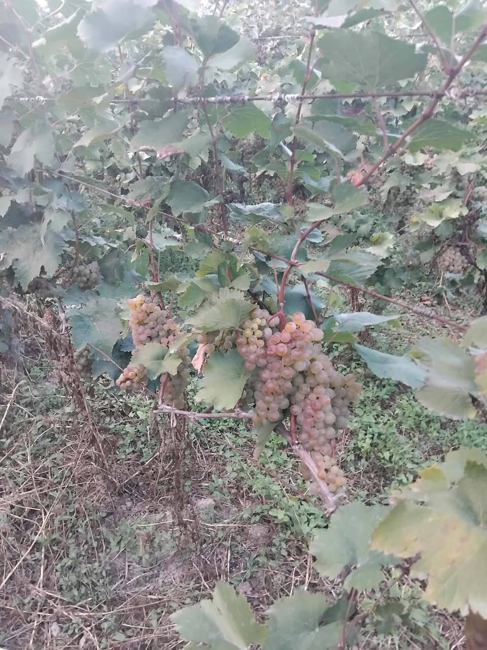 Satılık Sagaréo Kırmızısı