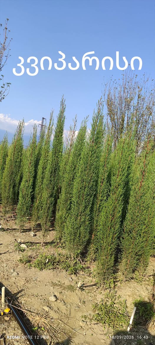🌲🌲🌲__ Kvipari hündürlüyü 2 + metr - 20₾