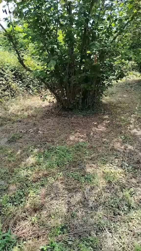 🏡 Satılık arsa köyde