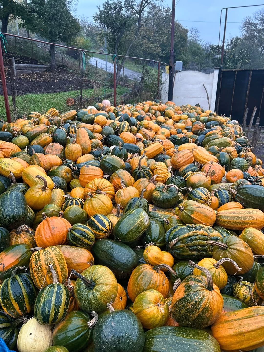 Satılır kabak! 🎃 Maraqlı olanların müraciət etməsi lazım olsun.