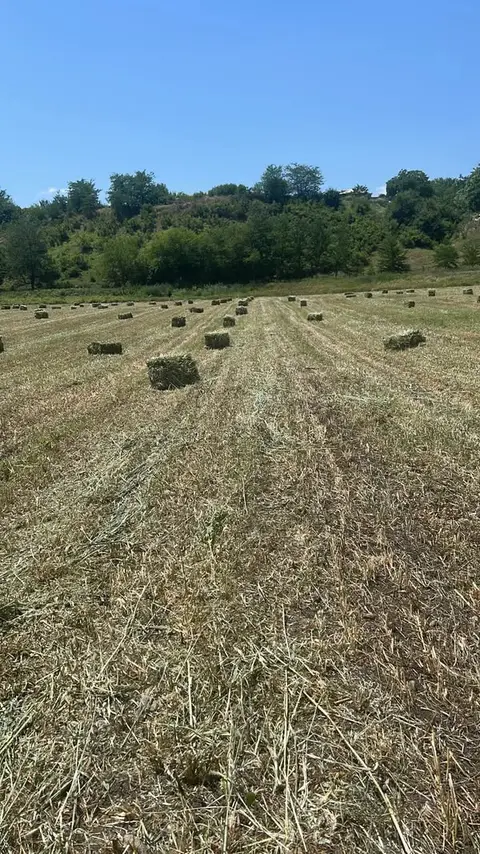 Torpaq sahəsi, Marneuli