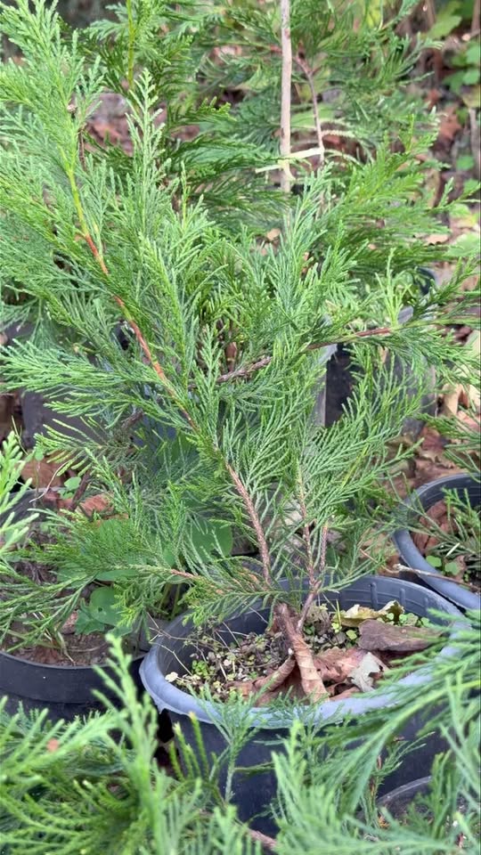 🌲կանաչ պատ 10 լարի ☎️