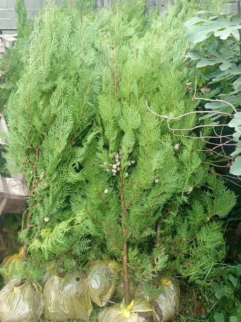 Satılır tuya hündürlüyü 1.50, qiyməti 15