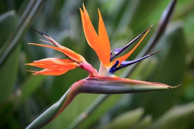 Strelitzia Reginae və Nicolai kələmləri