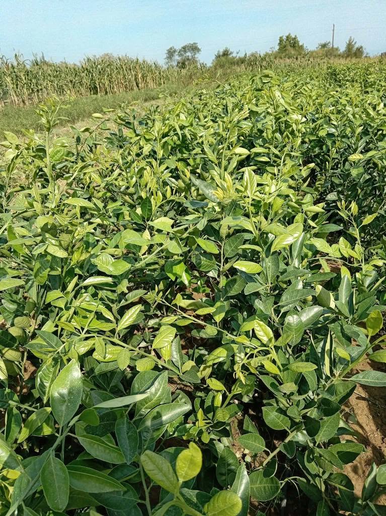 🌿🍊 Продаются саженцы цитрусов! 🍋🌱 У нас есть