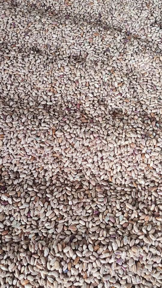 Tianeti lobiosu satılık. 2 kg - 6₾