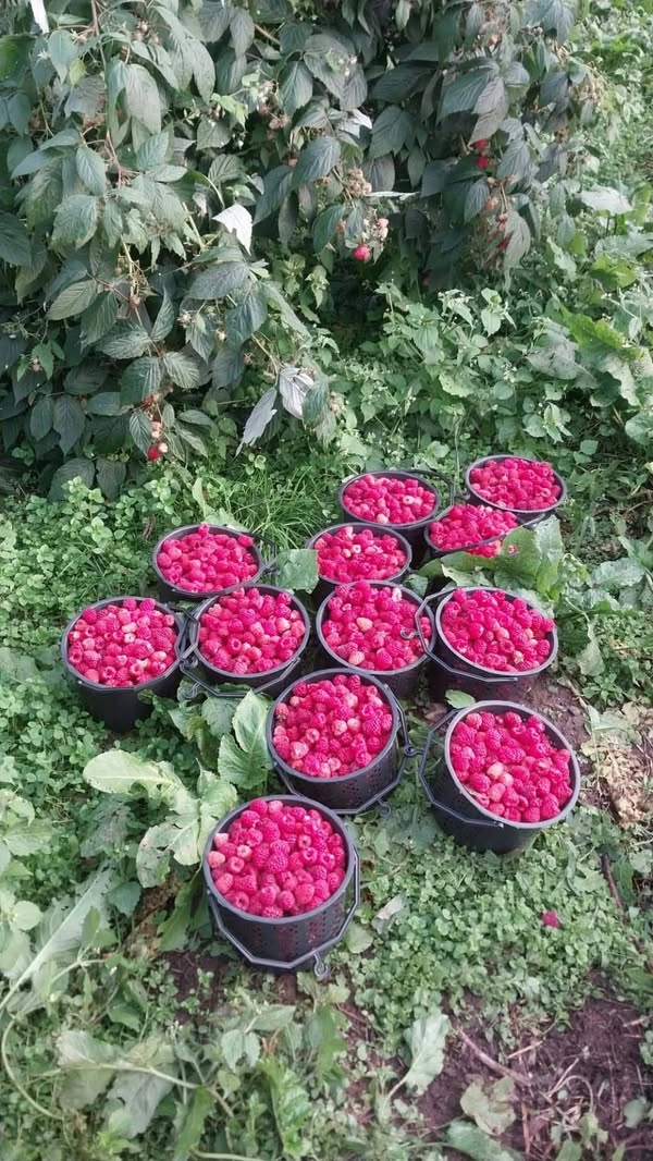 🍓 Xulos malinası satılır! 🍓 🌿 — 11₾