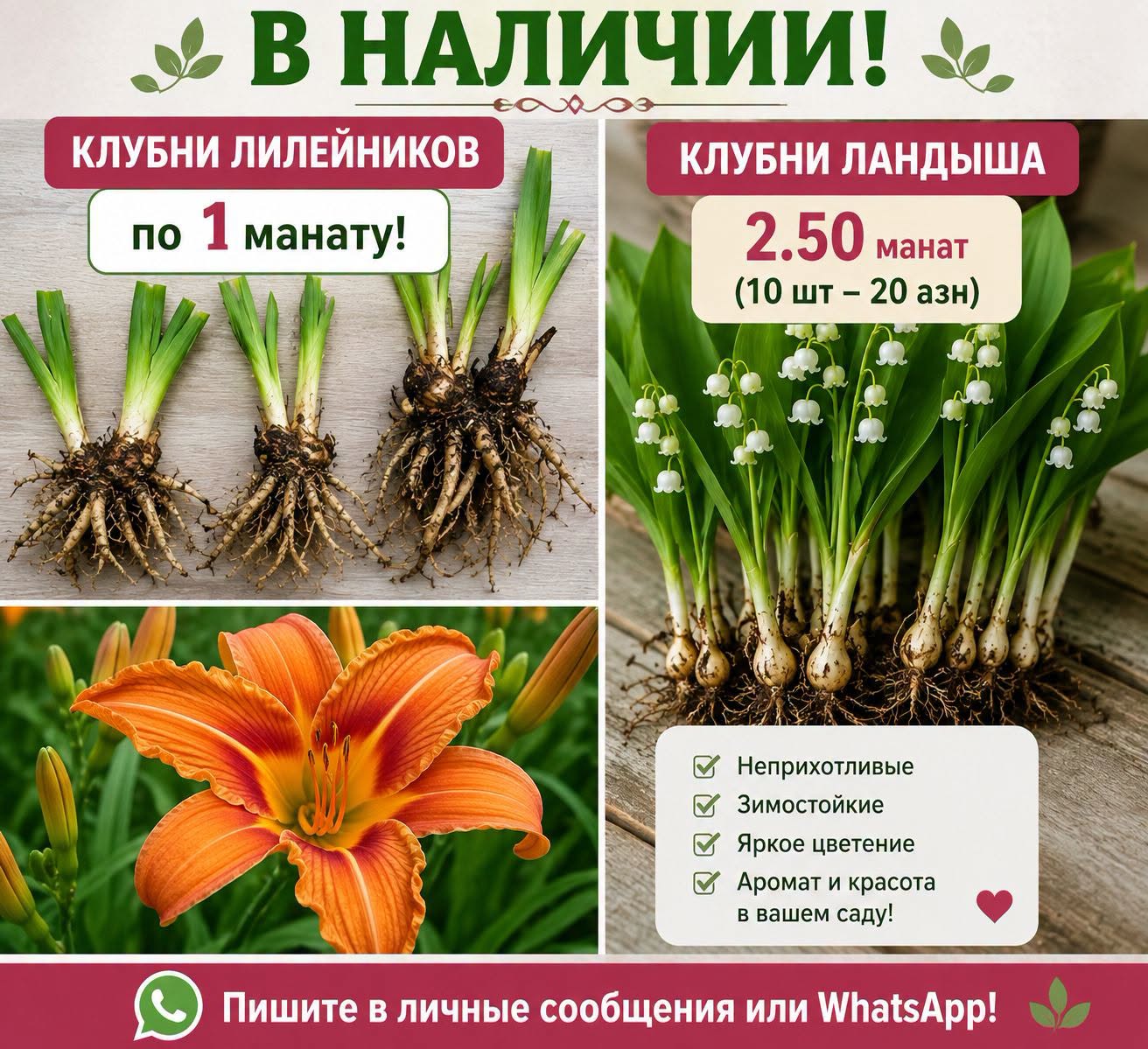 ლილიებისა და ლანდიშის კლუბნები