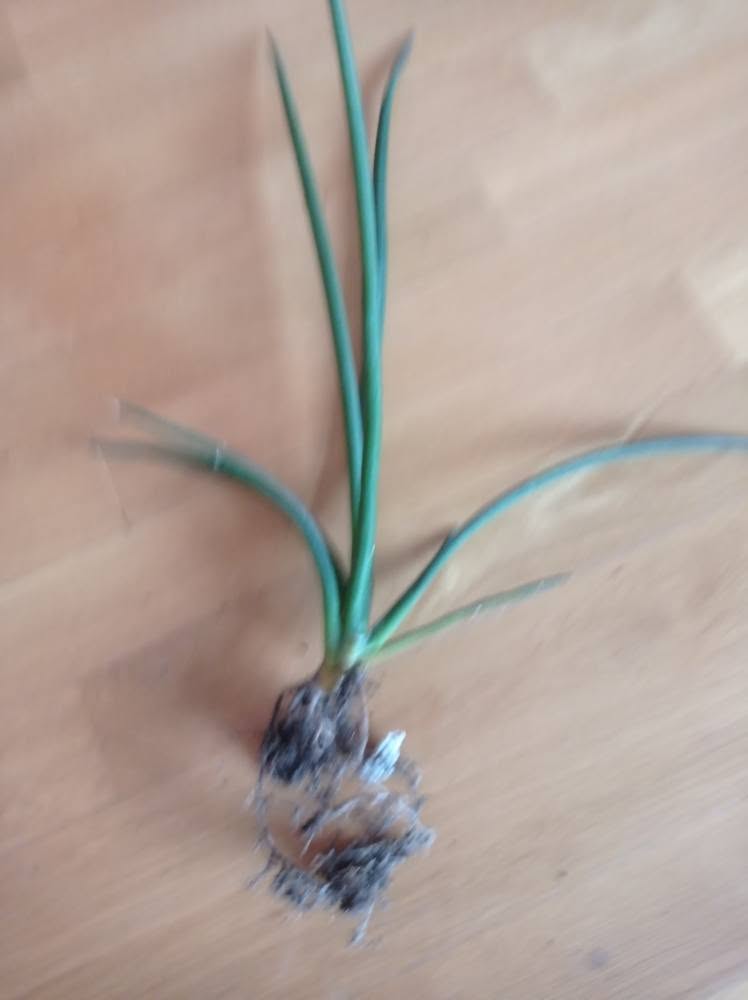 Houseplants: sansevieria, schefflera, philodendron