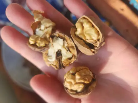 ნიგოზი იყიდება, 1 კგ