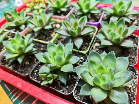 Sukkulentler: aloe, qasteriya, xavortiya