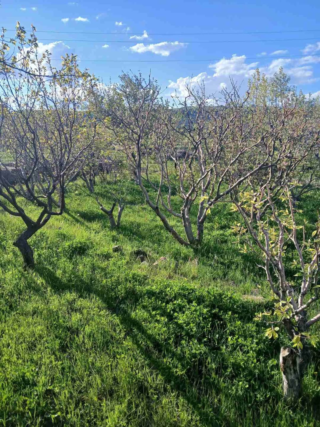 900 sq m land with fruit trees, Lusakert