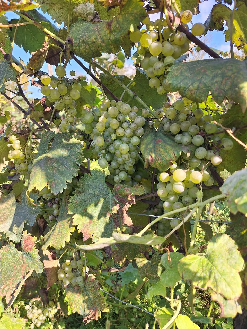 Tsolikauri grapes for harvesting