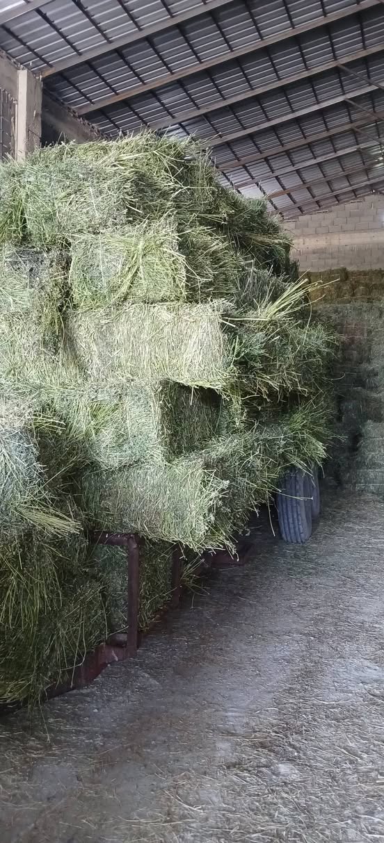 Çim ve yonca presi satılır - Goris - 12₾
