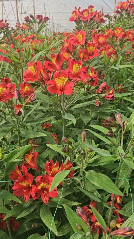 Kırmızı alstroemeria çiçekleri satılık