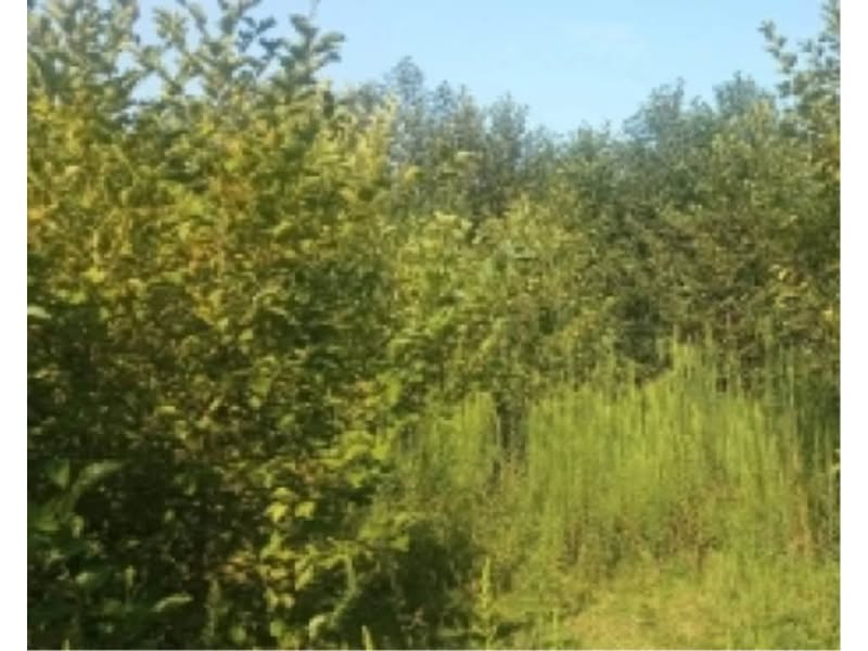 Ozurgeti'de, Meria köyünde eski havalimanının yakınında satılık - 11,000₾