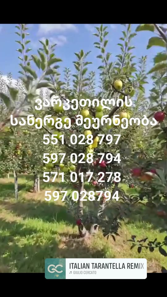 🌳🍎 ვარკეთილის მეურნეობაში იყიდება ხეხილის საუკეთესო — 15₾