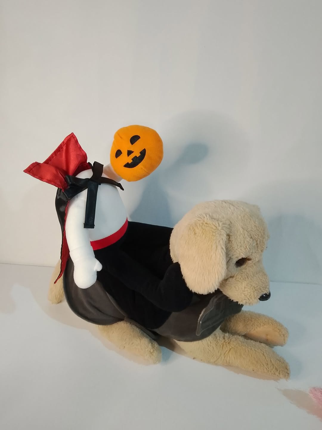 Köpeğin için Halloween kostümü ile balkabaşı süsü