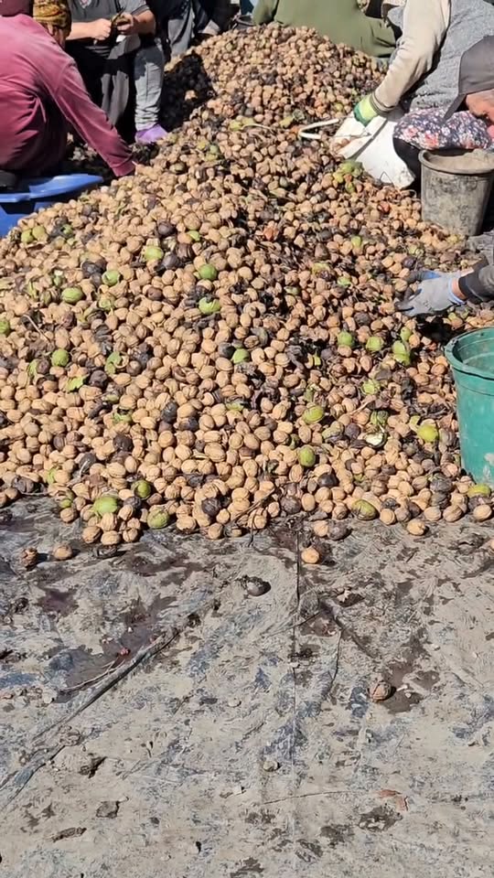 🤗 Arkadaşlar, fıstık (çam fıstığı) hasadına başladık