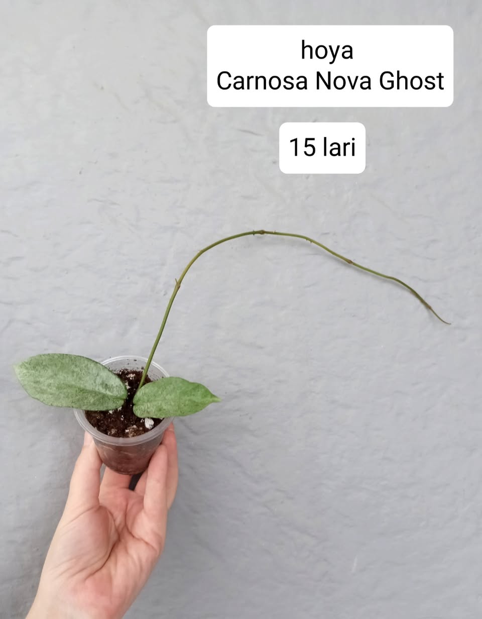 Hoya Carnosa Nova Ghost, комнатное растение