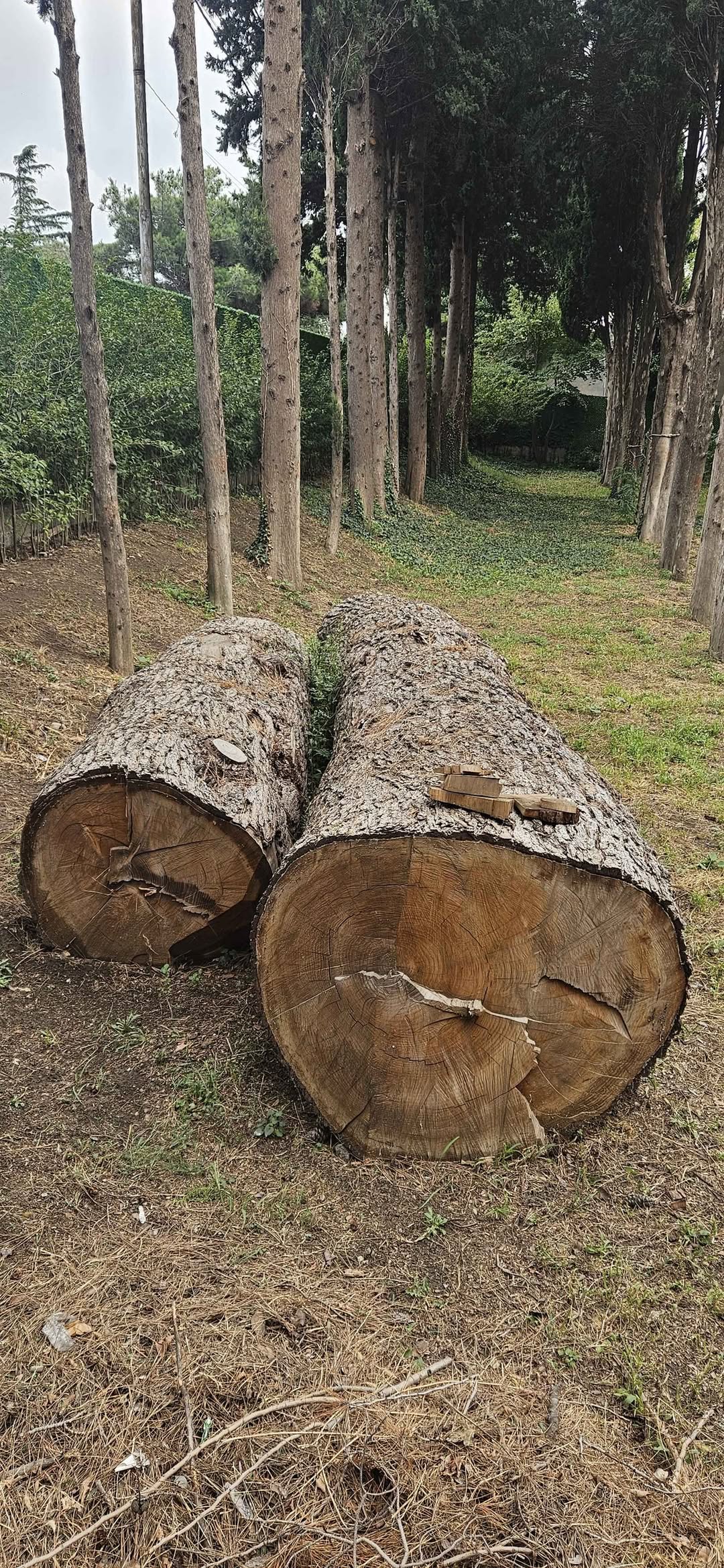 2 large pines are in the forest.