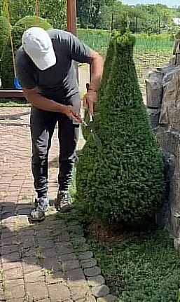 Həyətin qulluq və kolların qırxdırmaq