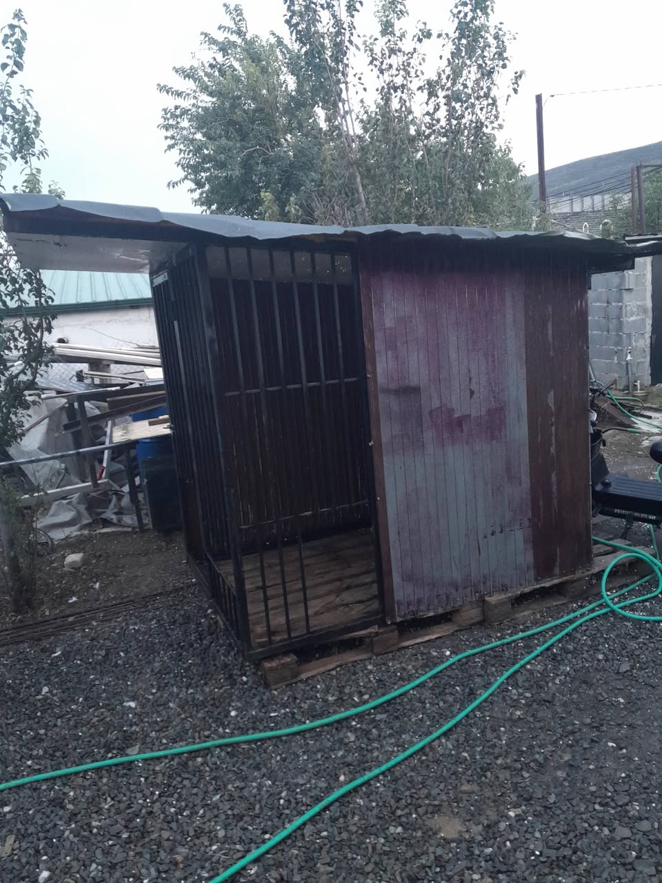 Satılır qalia iti 500 lari