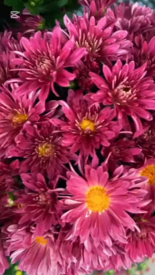 🌸💐 სილამაზე ყველა ფერში! 💐🌸 🌸 — 5.5დლრ.