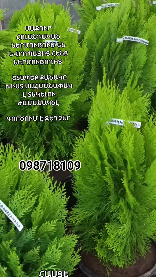Makur Hollandalı Zalatıst Gnıdazhev Tuanelere Avrupaıç