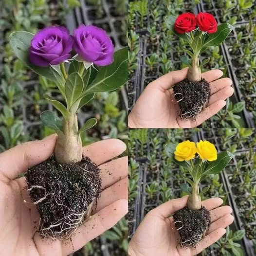 Adenium fidanlıkları satılık
