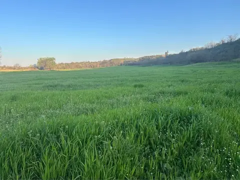 Torpaq sahəsi, Bolnisi