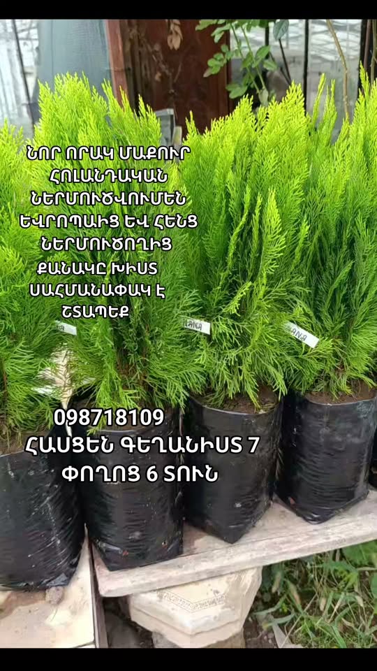 Tuva'nın evleri, 6 ev