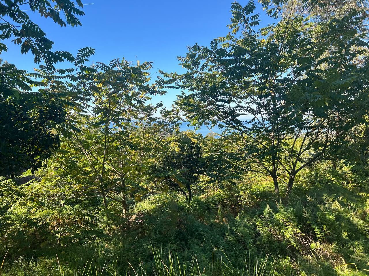 Land plot, Kobuleti — $192,000