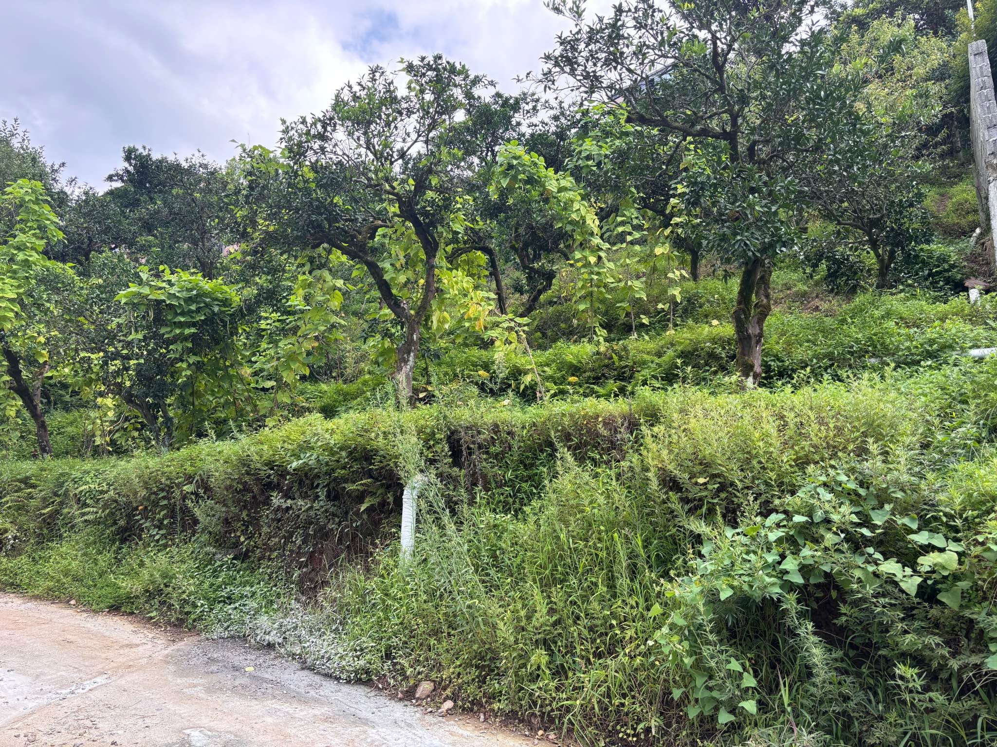 Land plot, Kobuleti — $130