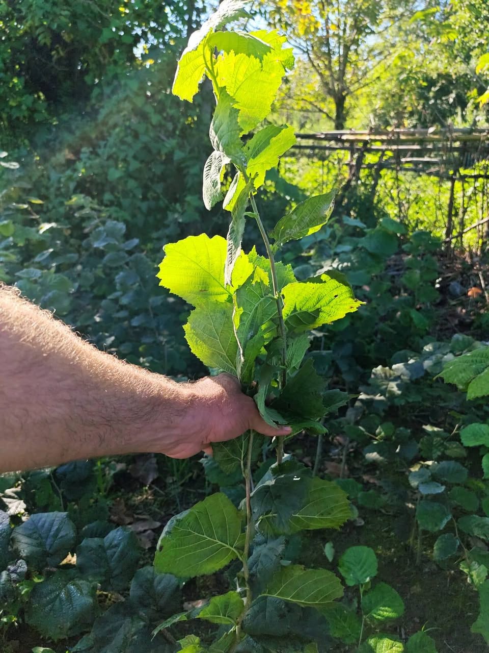 🌰🌱 Gerçek Anakara ırkının keçileri satılır